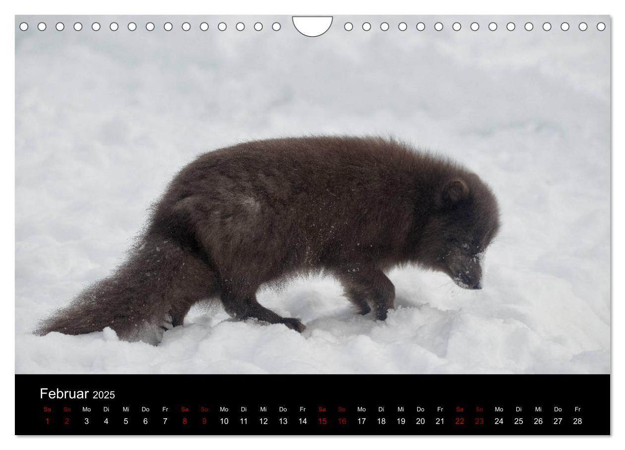 Bild: 9783435441167 | Polarfuchsstudien Wildlife (Wandkalender 2025 DIN A4 quer),...