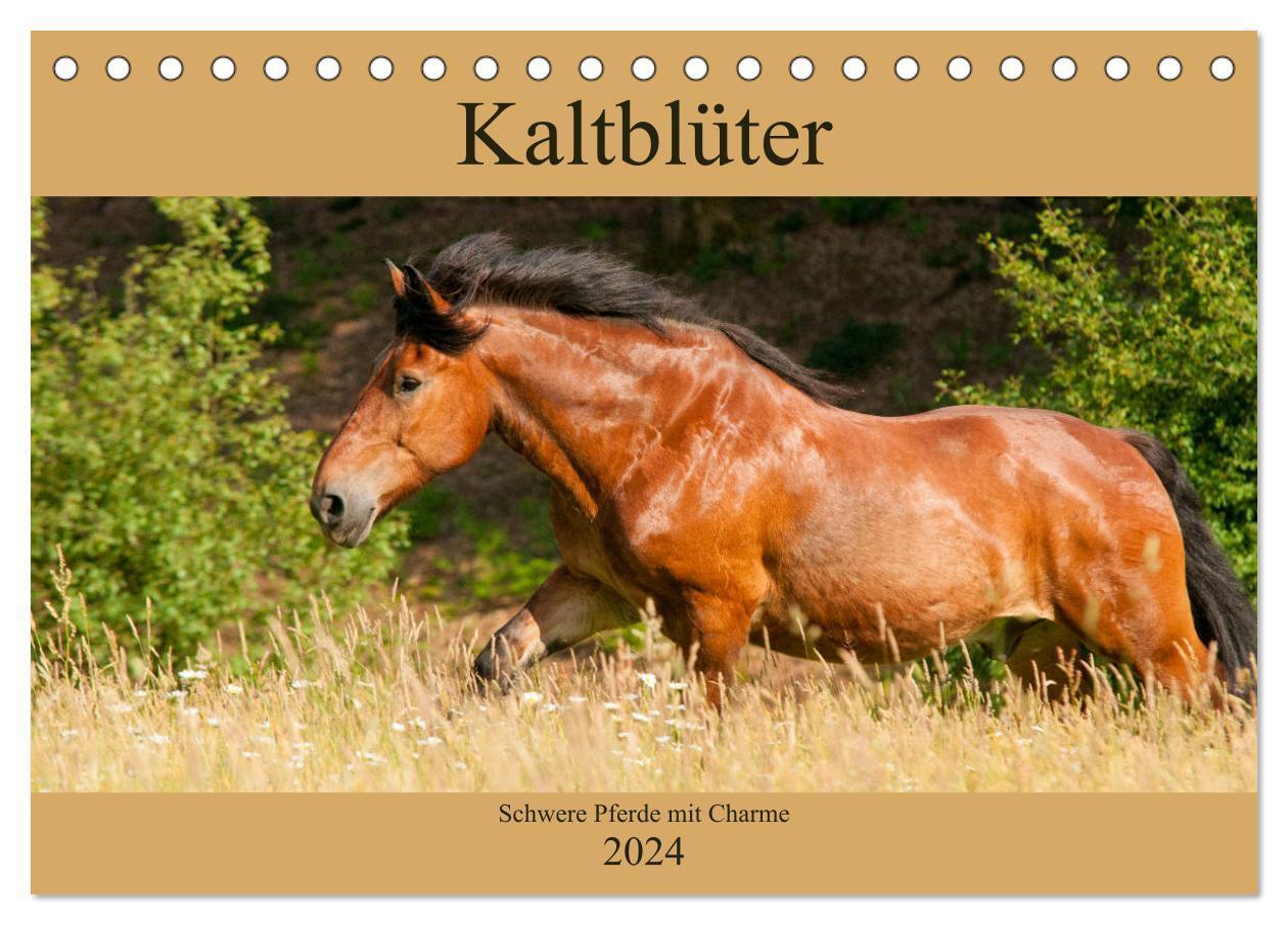 Cover: 9783675684515 | Kaltblüter - Schwere Pferde mit Charme (Tischkalender 2024 DIN A5...