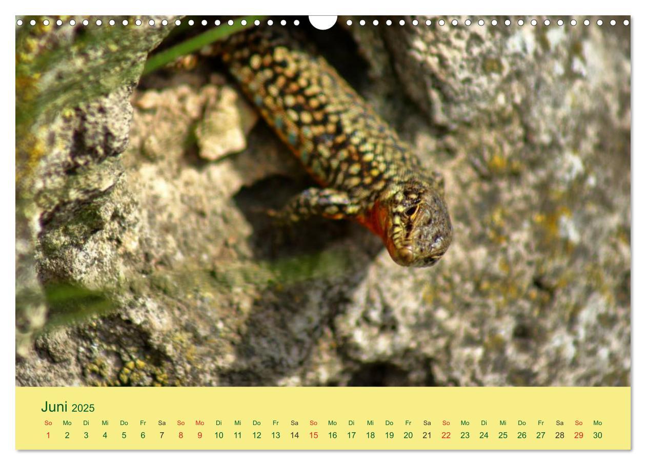 Bild: 9783435508822 | Flinke Eidechsen (Wandkalender 2025 DIN A3 quer), CALVENDO...