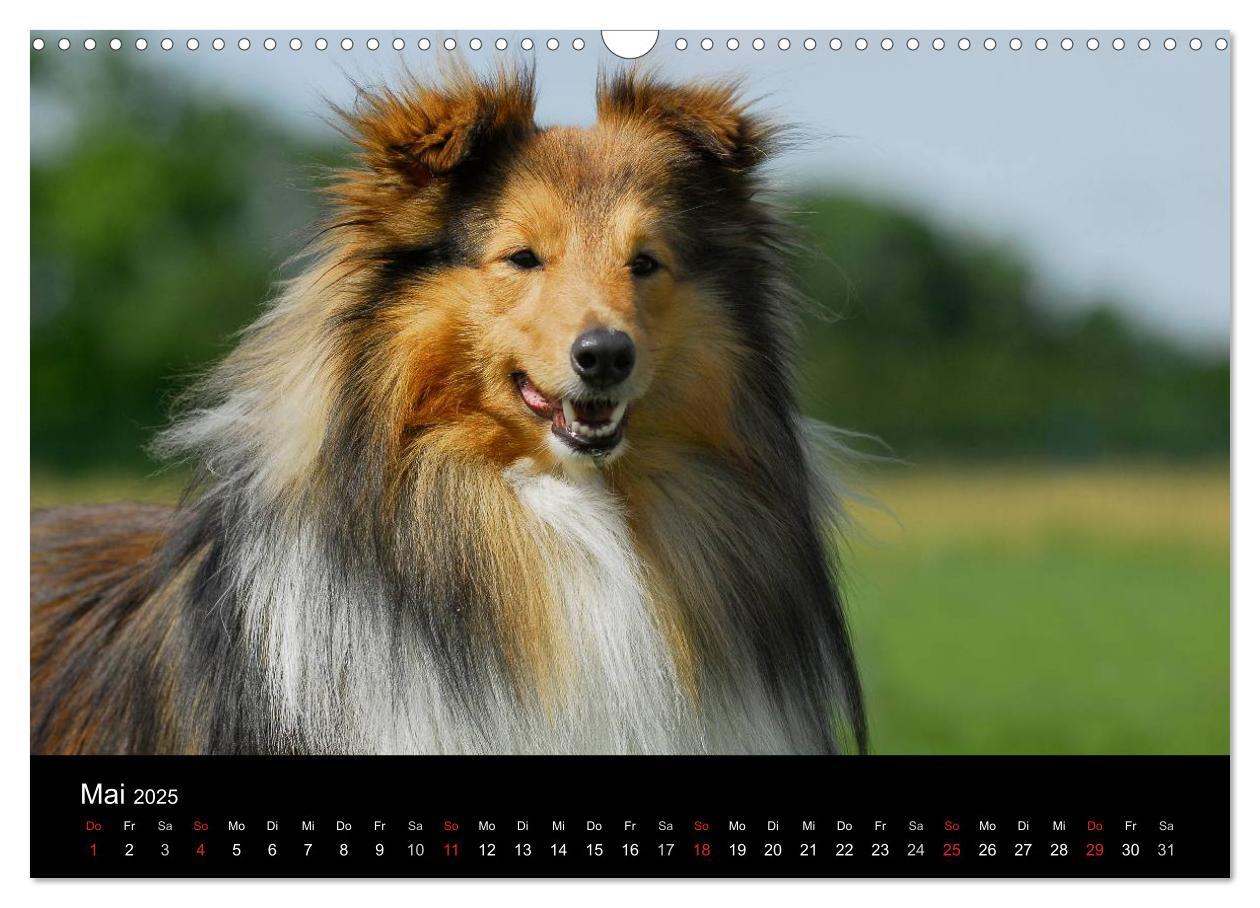 Bild: 9783435768226 | Sheltie 2025 (Wandkalender 2025 DIN A3 quer), CALVENDO Monatskalender