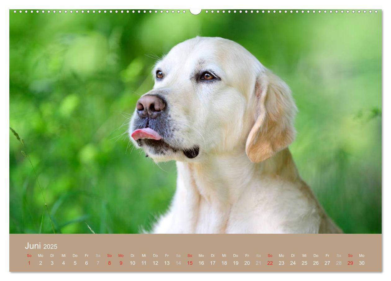 Bild: 9783435743551 | Golden Retriever (Wandkalender 2025 DIN A2 quer), CALVENDO...