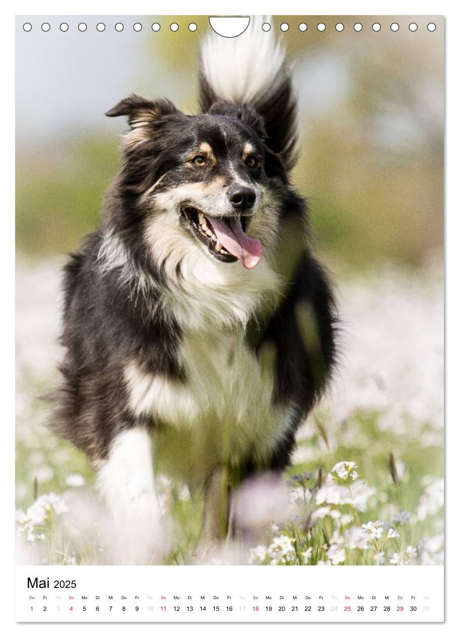 Bild: 9783457061046 | Australian Shepherd ¿ Mit dem Aussie unterwegs (Wandkalender 2025...