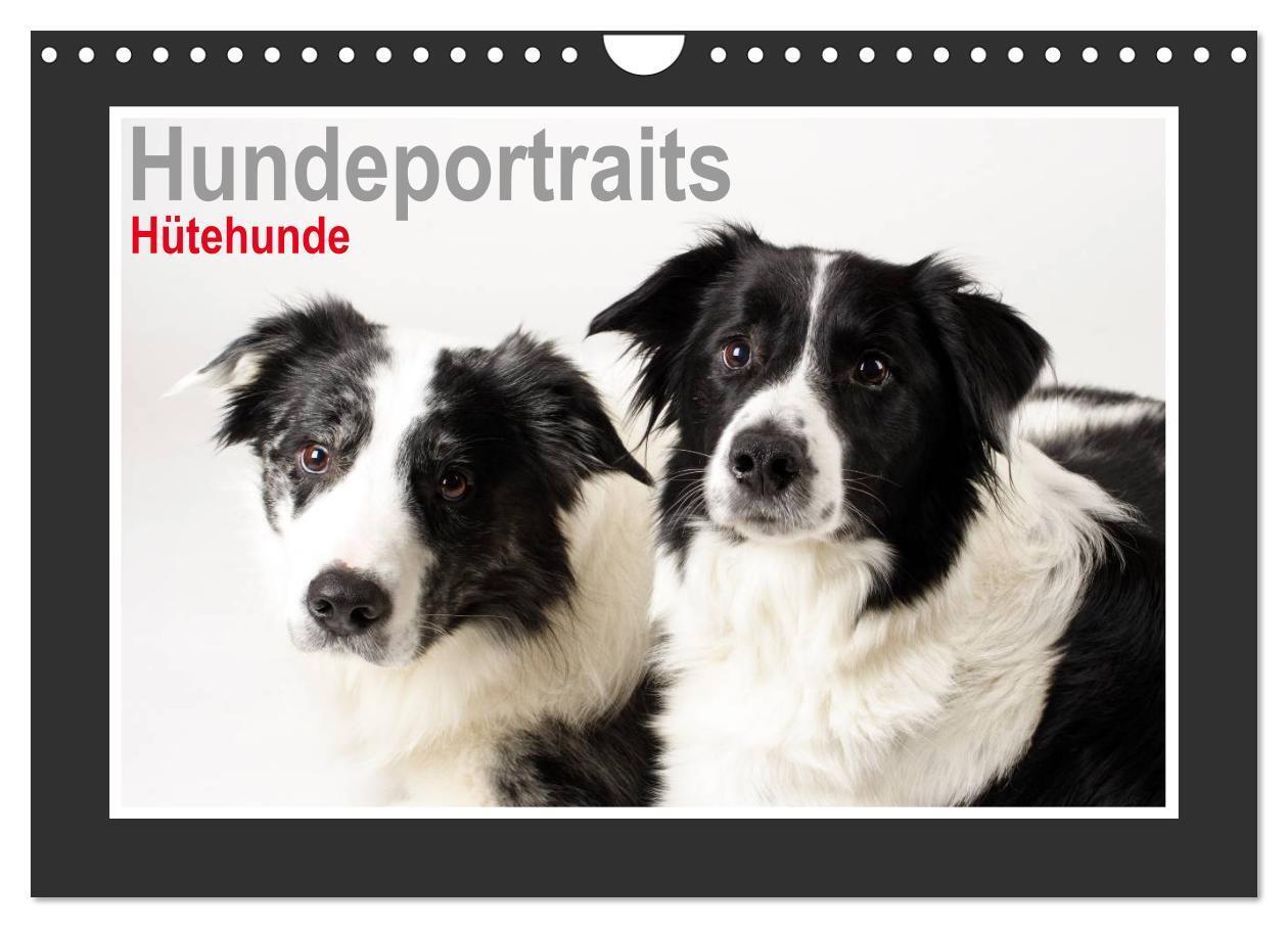 Cover: 9783383486807 | Hundeportraits - Hütehunde (Wandkalender 2024 DIN A4 quer),...