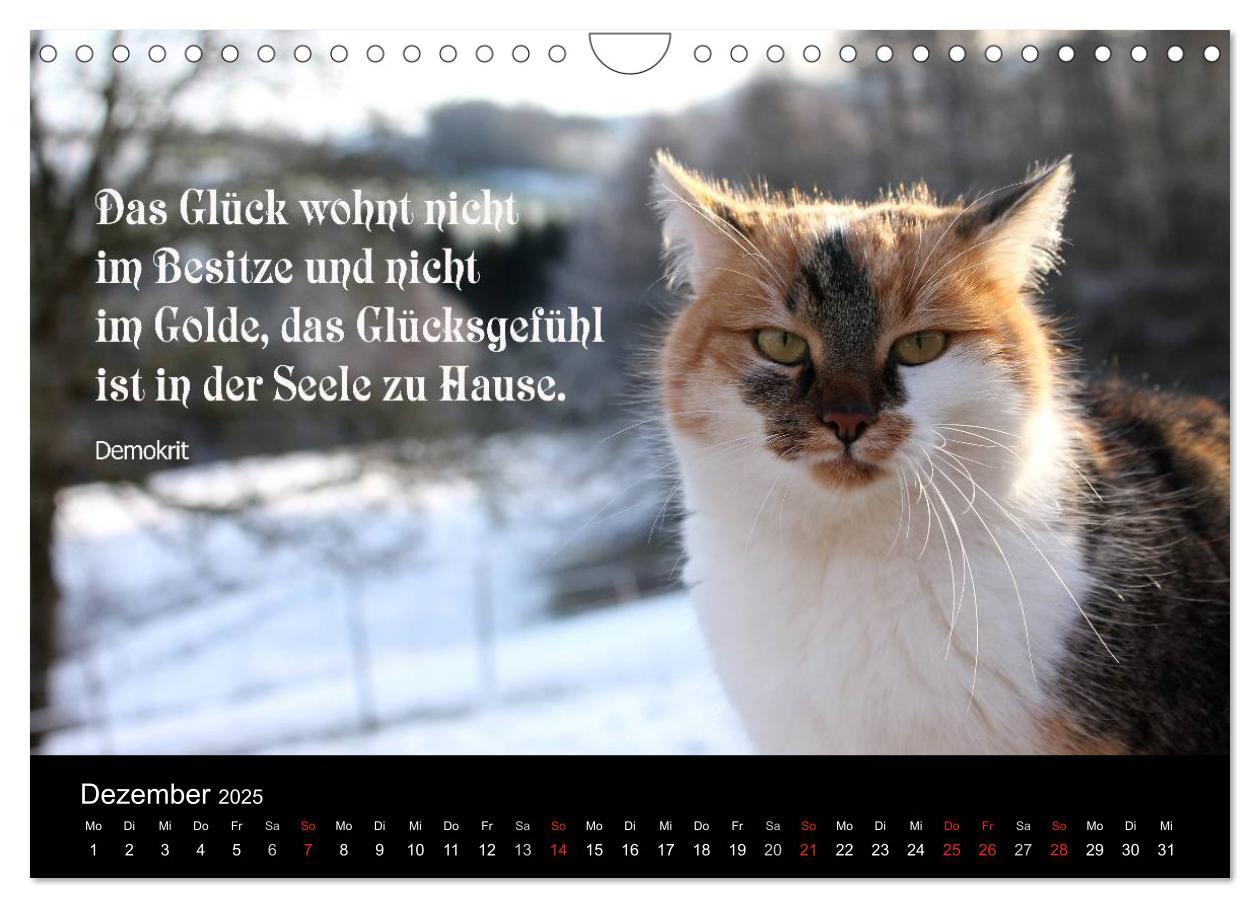 Bild: 9783435656509 | Glückskatze - Mit Zitaten zum Thema Glück (Wandkalender 2025 DIN A4...