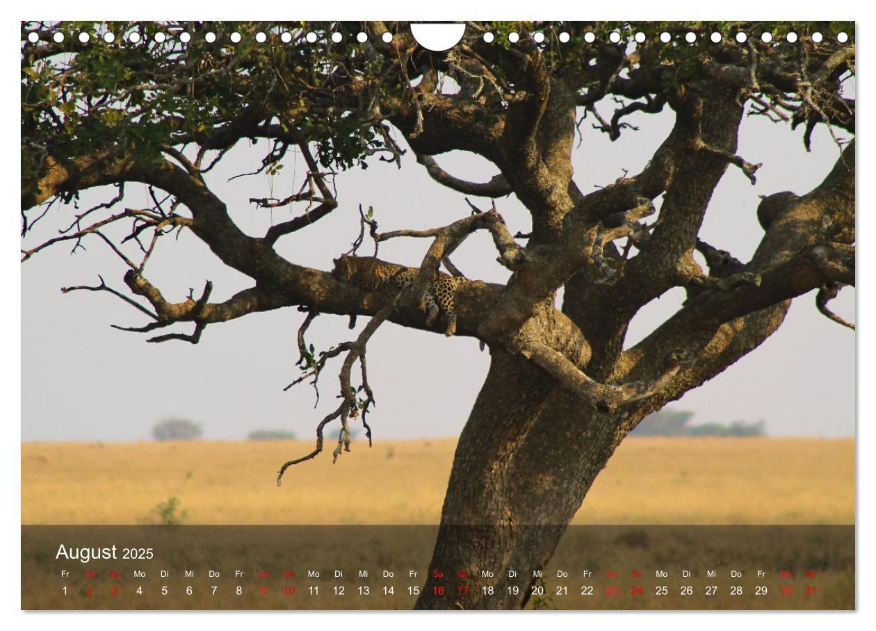 Bild: 9783435093823 | Ostafrika - Tansania und Kenia hautnah (Wandkalender 2025 DIN A4...