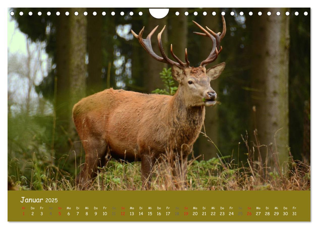 Bild: 9783435635030 | Begegnungen. DER HIRSCH (Wandkalender 2025 DIN A4 quer), CALVENDO...