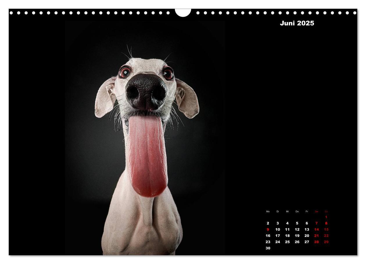 Bild: 9783435228522 | Die Stimme der Windhunde (Wandkalender 2025 DIN A3 quer), CALVENDO...