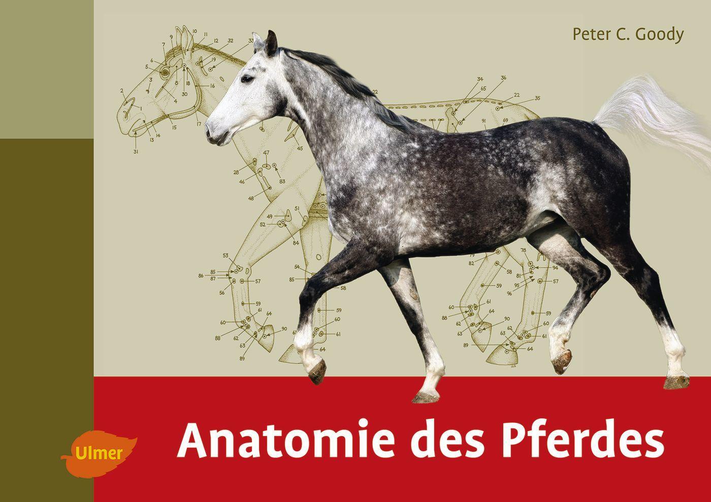 Cover: 9783800183623 | Anatomie des Pferdes | Peter C. Goody | Buch | 152 S. | Deutsch | 2015