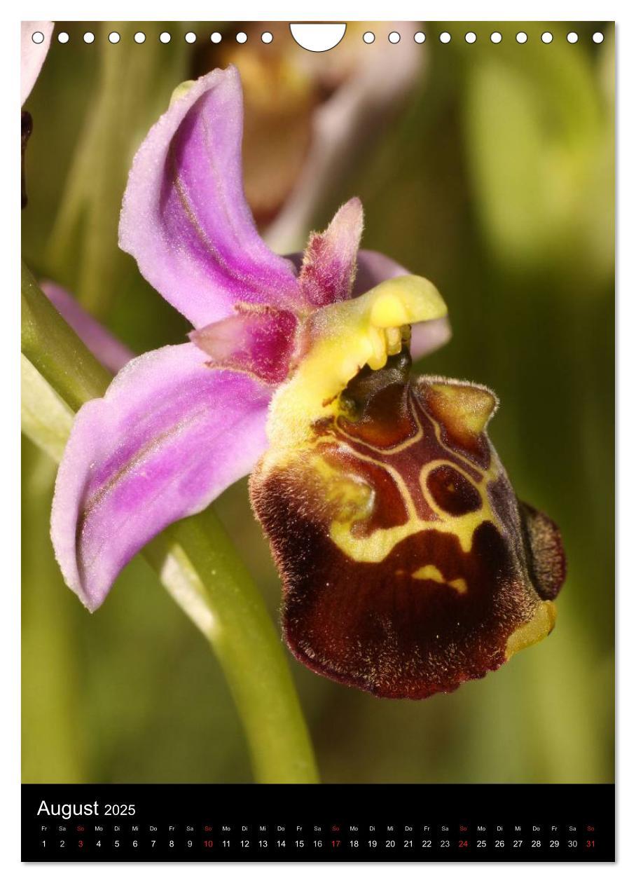 Bild: 9783457064313 | Wildwachsende Orchideen in Deutschland (Wandkalender 2025 DIN A4...