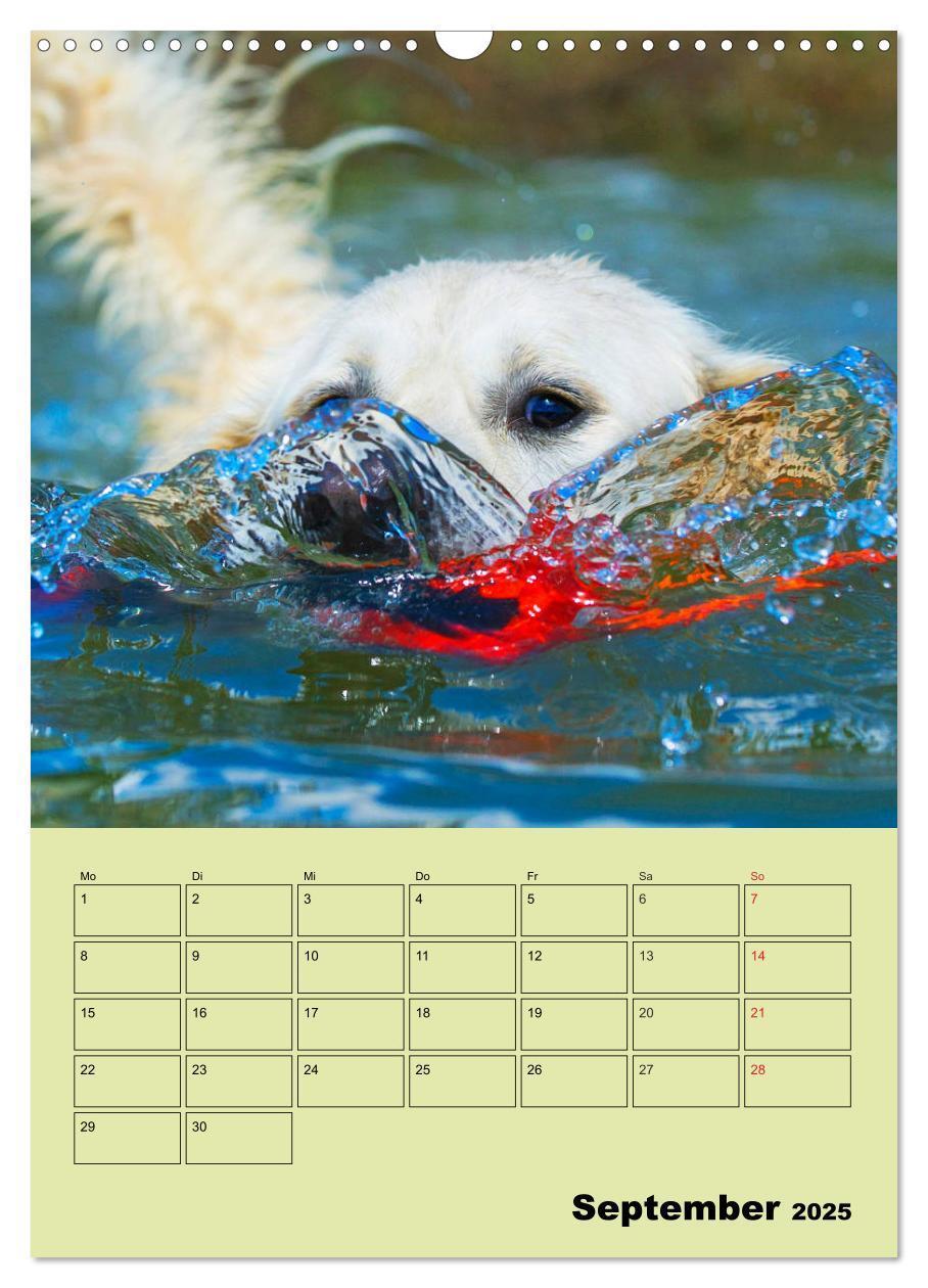 Bild: 9783435960002 | Jahresplaner Golden Retriever (Wandkalender 2025 DIN A3 hoch),...