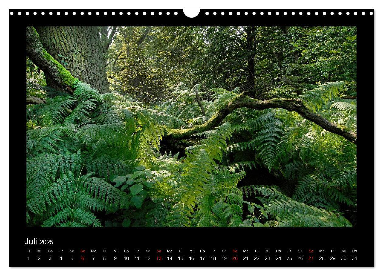 Bild: 9783435626441 | Märchenhafter Reinhardswald und Urwald Sababurg (Wandkalender 2025...