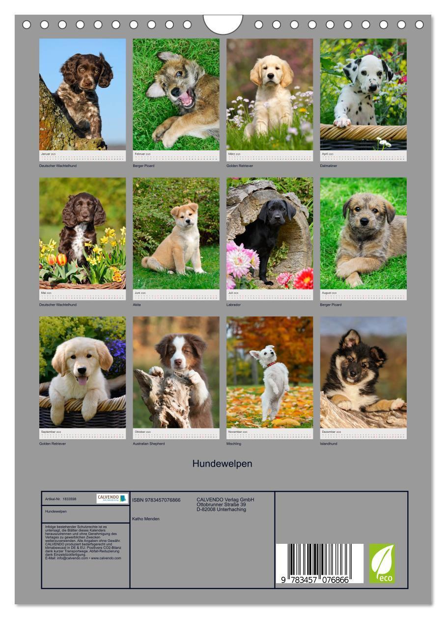 Bild: 9783457076866 | Hundewelpen (Wandkalender 2025 DIN A4 hoch), CALVENDO Monatskalender