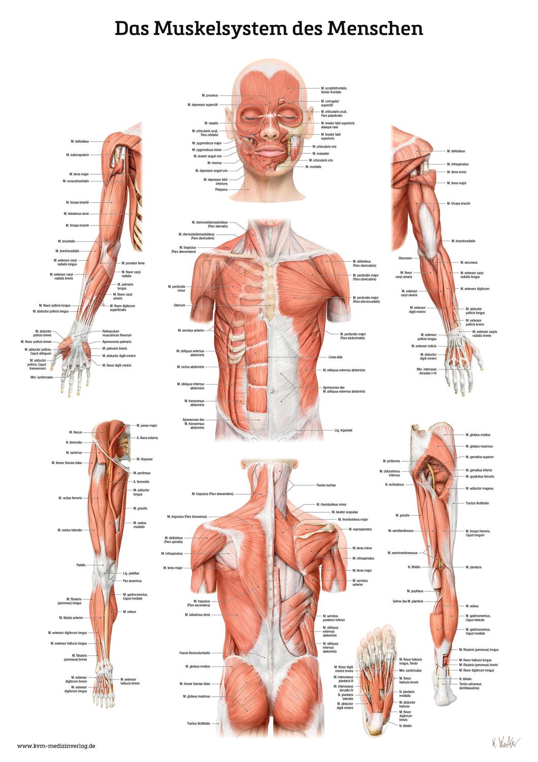 Cover: 9783868676501 | Das Muskelsystem des Menschen | Lernposter der menschlichen Anatomie