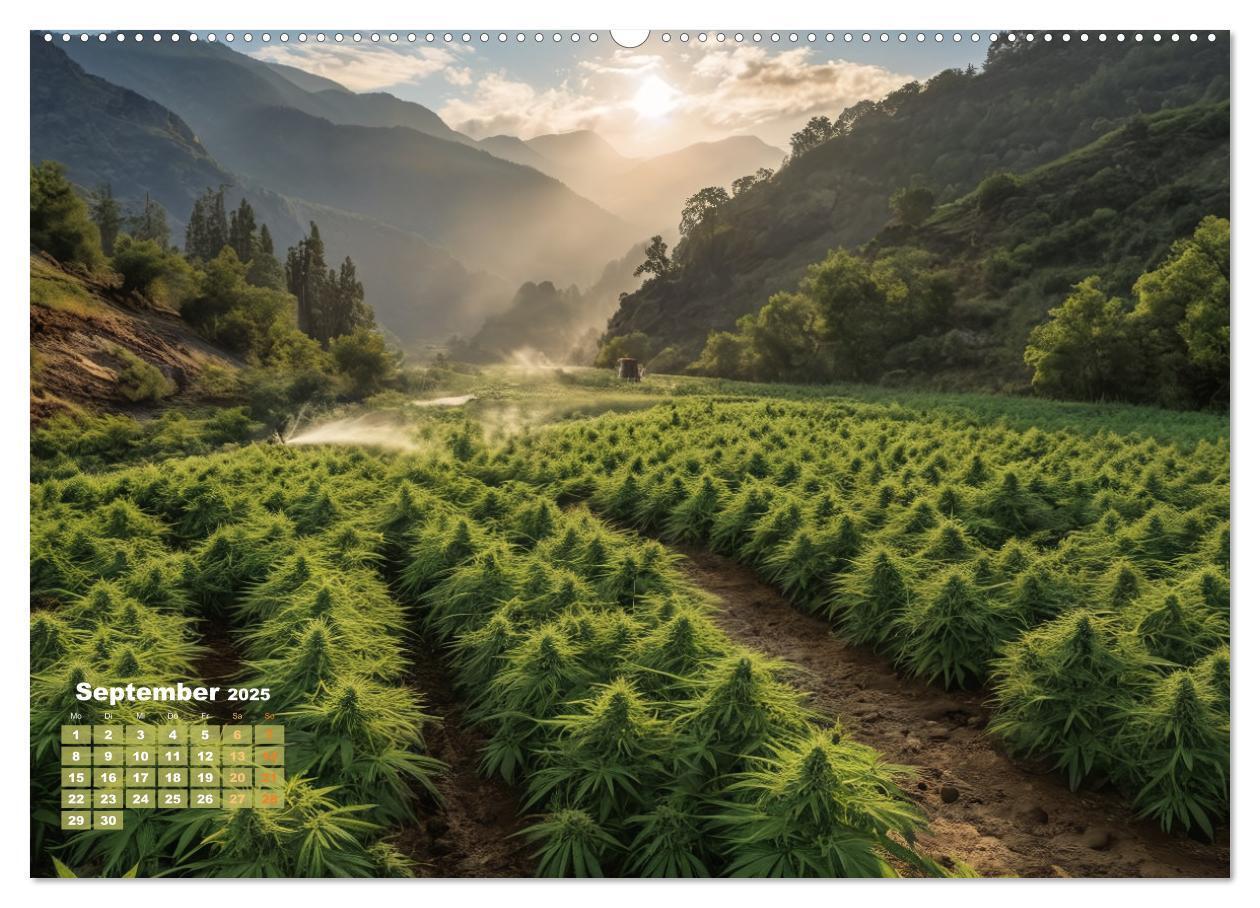 Bild: 9783383807190 | Wunderschöne Cannabisfelder (Wandkalender 2025 DIN A2 quer),...