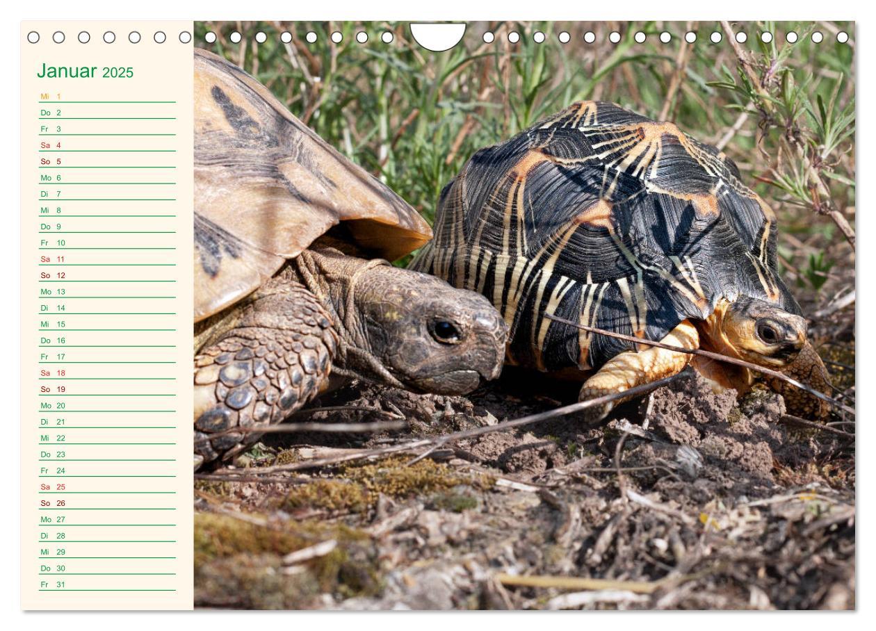 Bild: 9783435131983 | Meine Schildkröten - Geburtstagskalender (Wandkalender 2025 DIN A4...