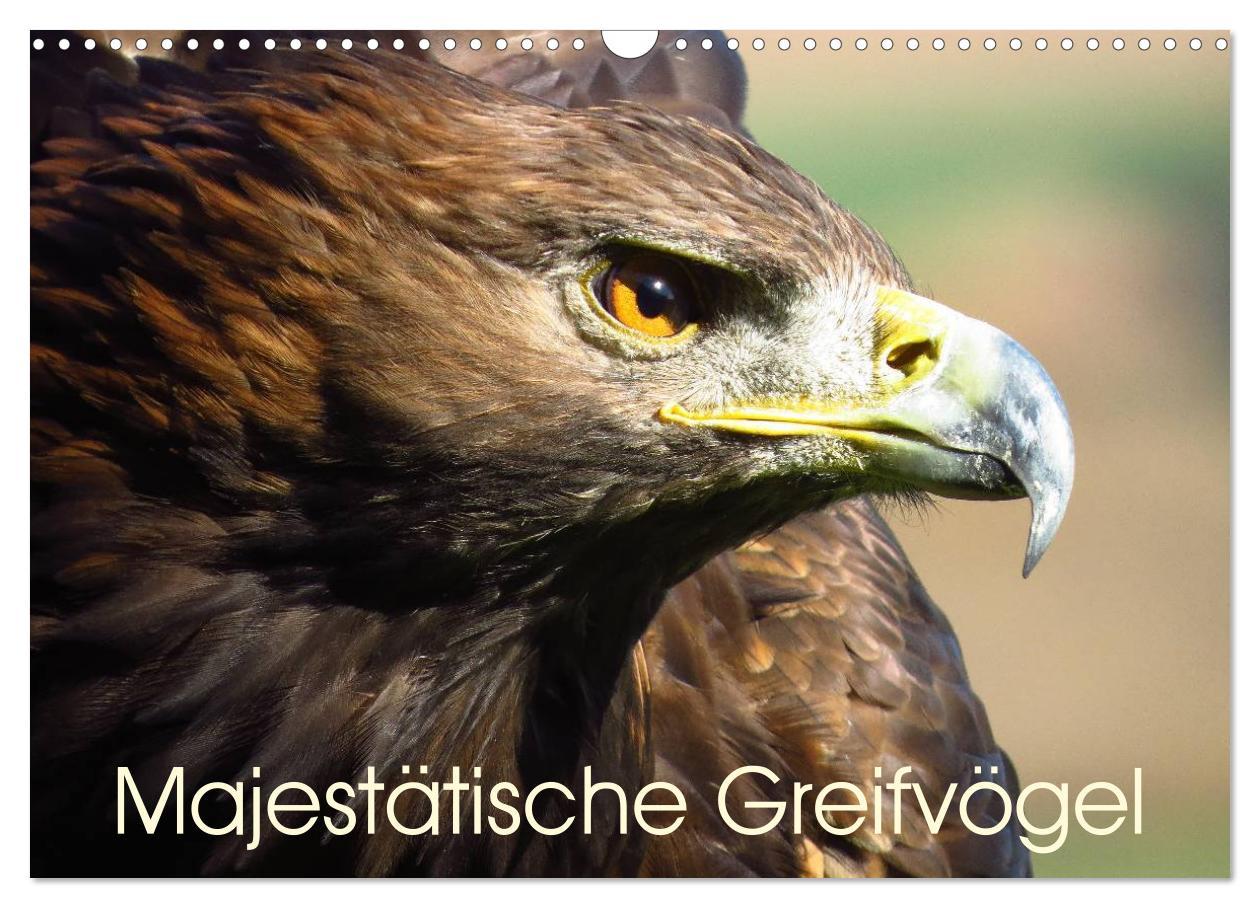 Cover: 9783435559640 | Majestätische Greifvögel (Wandkalender 2025 DIN A3 quer), CALVENDO...