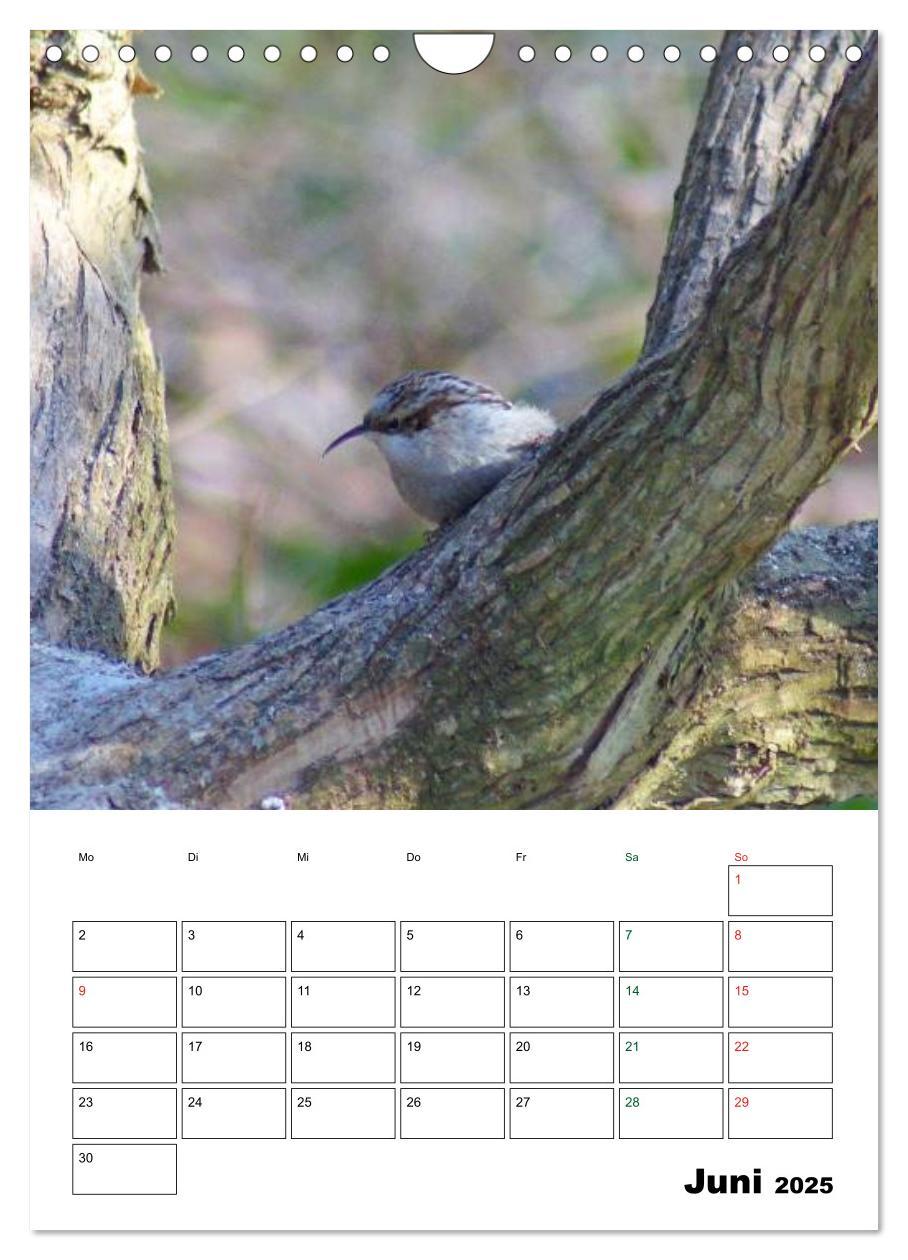 Bild: 9783457086025 | Heimische Singvögel (Wandkalender 2025 DIN A4 hoch), CALVENDO...