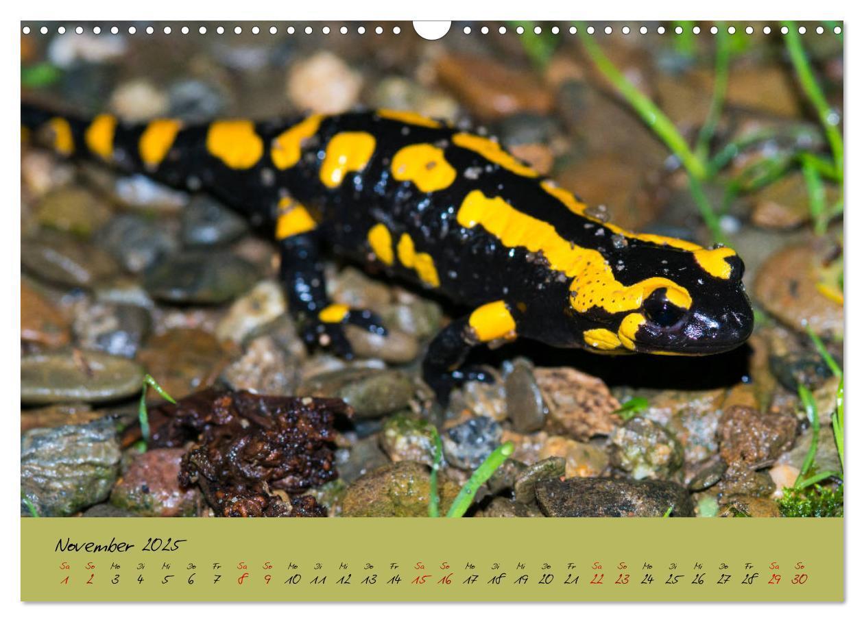 Bild: 9783435172849 | Feuersalamander - Liebenswerte Heimlichtuer (Wandkalender 2025 DIN...