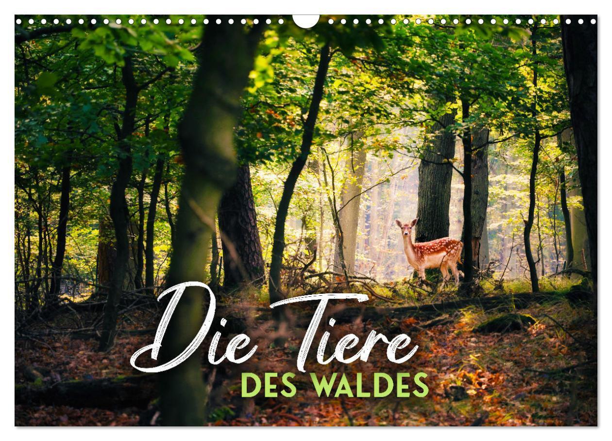 Cover: 9783675968172 | Die Tiere des Waldes (Wandkalender 2024 DIN A3 quer), CALVENDO...
