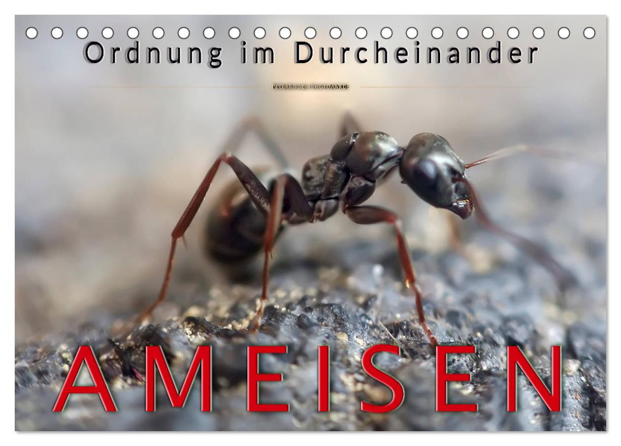 Cover: 9783435352982 | Ameisen - Ordnung im Durcheinander (Tischkalender 2025 DIN A5...