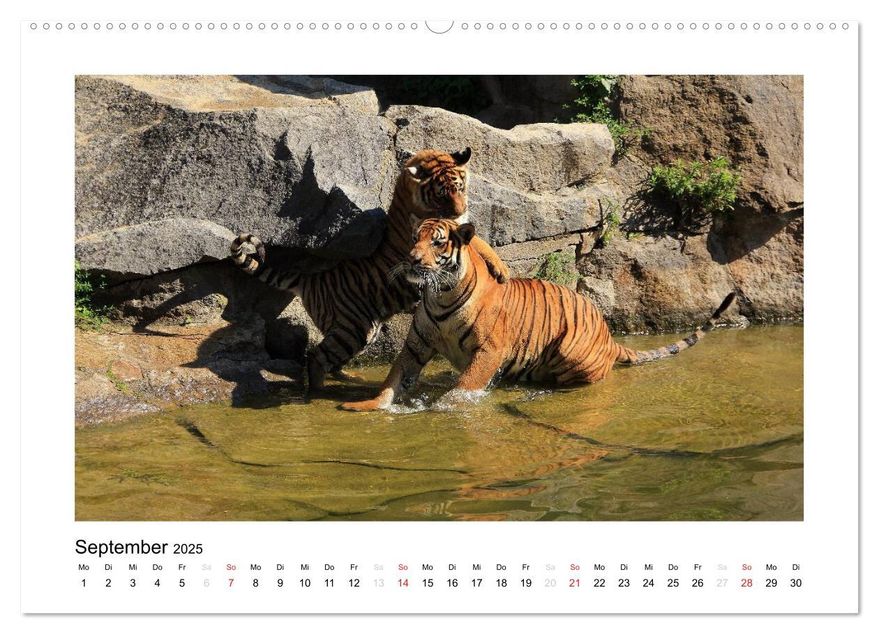 Bild: 9783435754298 | Tiger 2025 (Wandkalender 2025 DIN A2 quer), CALVENDO Monatskalender