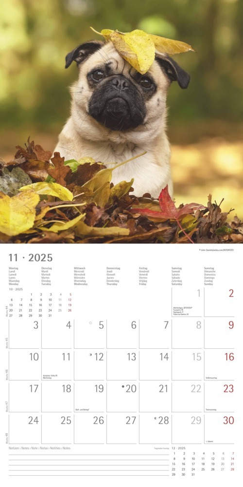 Bild: 4251732340810 | Alpha Edition - Funny Dogs 2025 Broschürenkalender, 30x30cm,...