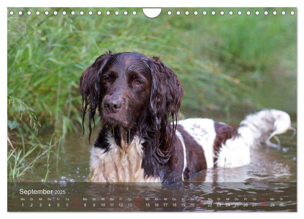 Bild: 9783435633081 | Kleiner Münsterländer Vorstehhund (Wandkalender 2025 DIN A4 quer),...