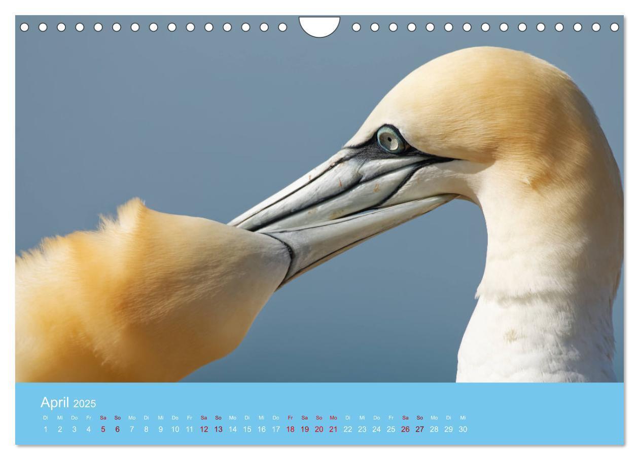 Bild: 9783457207666 | Basstölpel auf Helgoland - von Ostfriesenfotografie (Wandkalender...