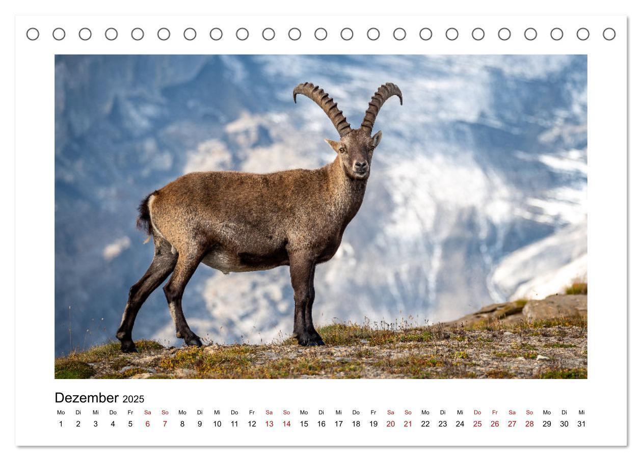 Bild: 9783383907937 | Steinböcke - Die Könige der Alpen (Tischkalender 2025 DIN A5 quer),...