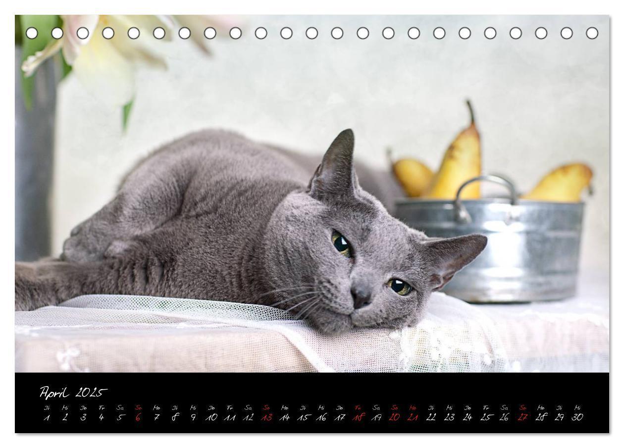 Bild: 9783435827954 | Katzen 2025 (Tischkalender 2025 DIN A5 quer), CALVENDO Monatskalender