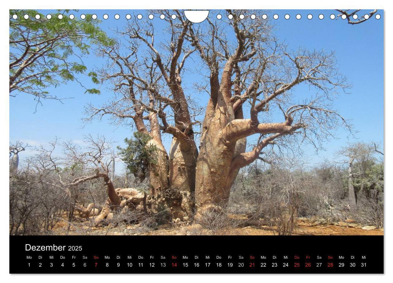 Bild: 9783435484003 | Abenteuer Madagaskar (Wandkalender 2025 DIN A4 quer), CALVENDO...