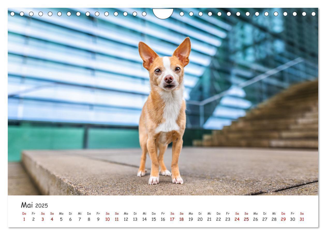 Bild: 9783457183526 | Berlin City Dogs - Berliner Hunde (Wandkalender 2025 DIN A4 quer),...