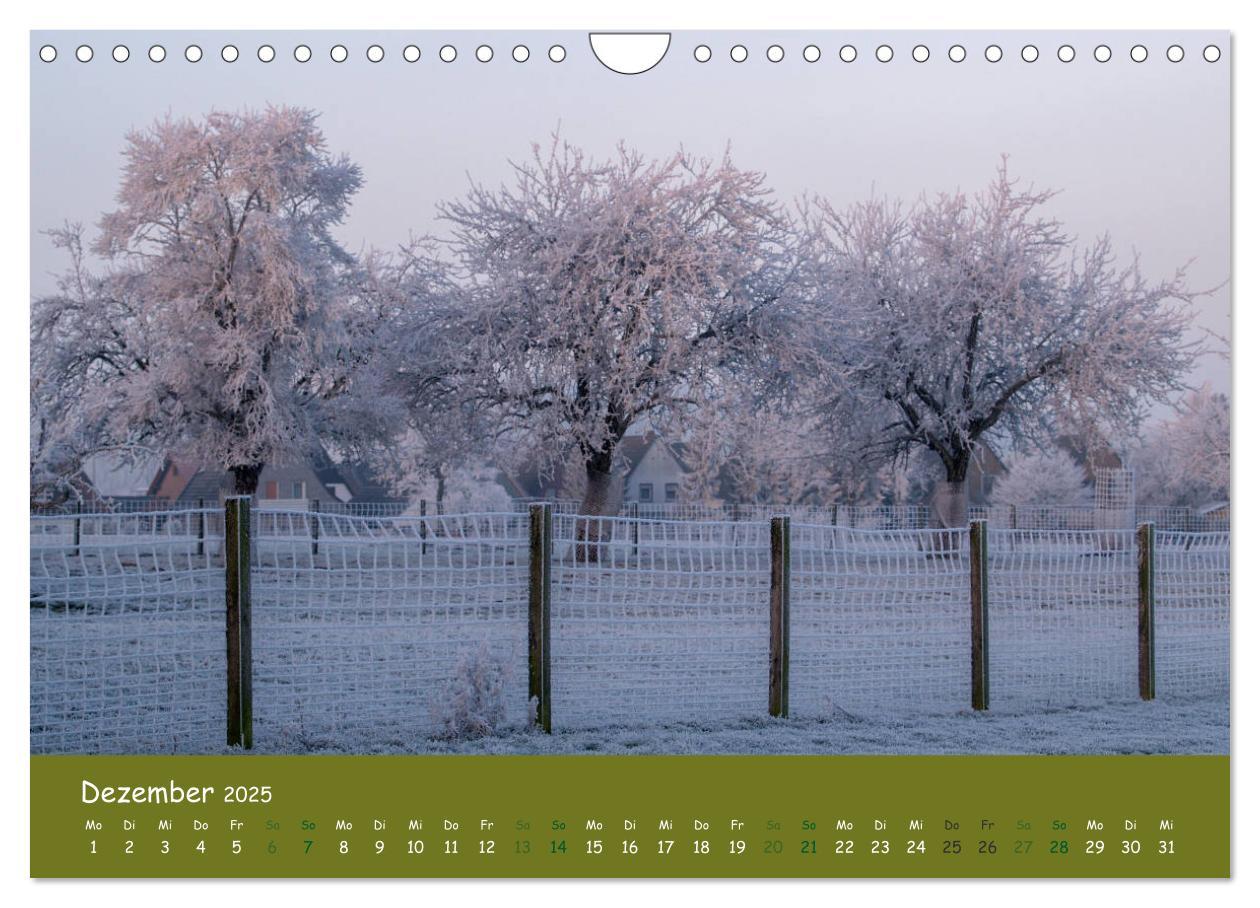 Bild: 9783435300532 | Steinkäuze (Athene noctua) (Wandkalender 2025 DIN A4 quer),...