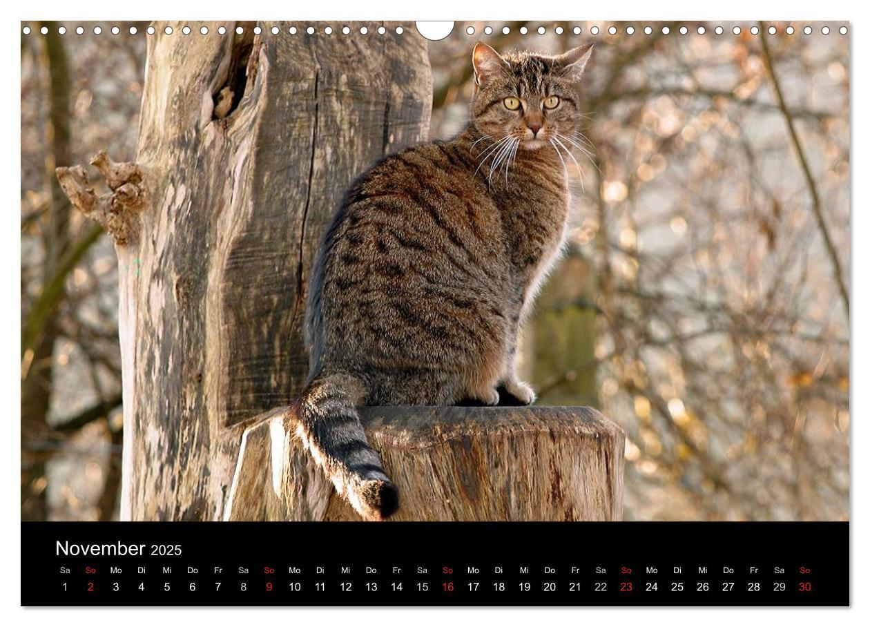 Bild: 9783435537532 | Freigänger - Hauskatzen unterwegs (Wandkalender 2025 DIN A3 quer),...