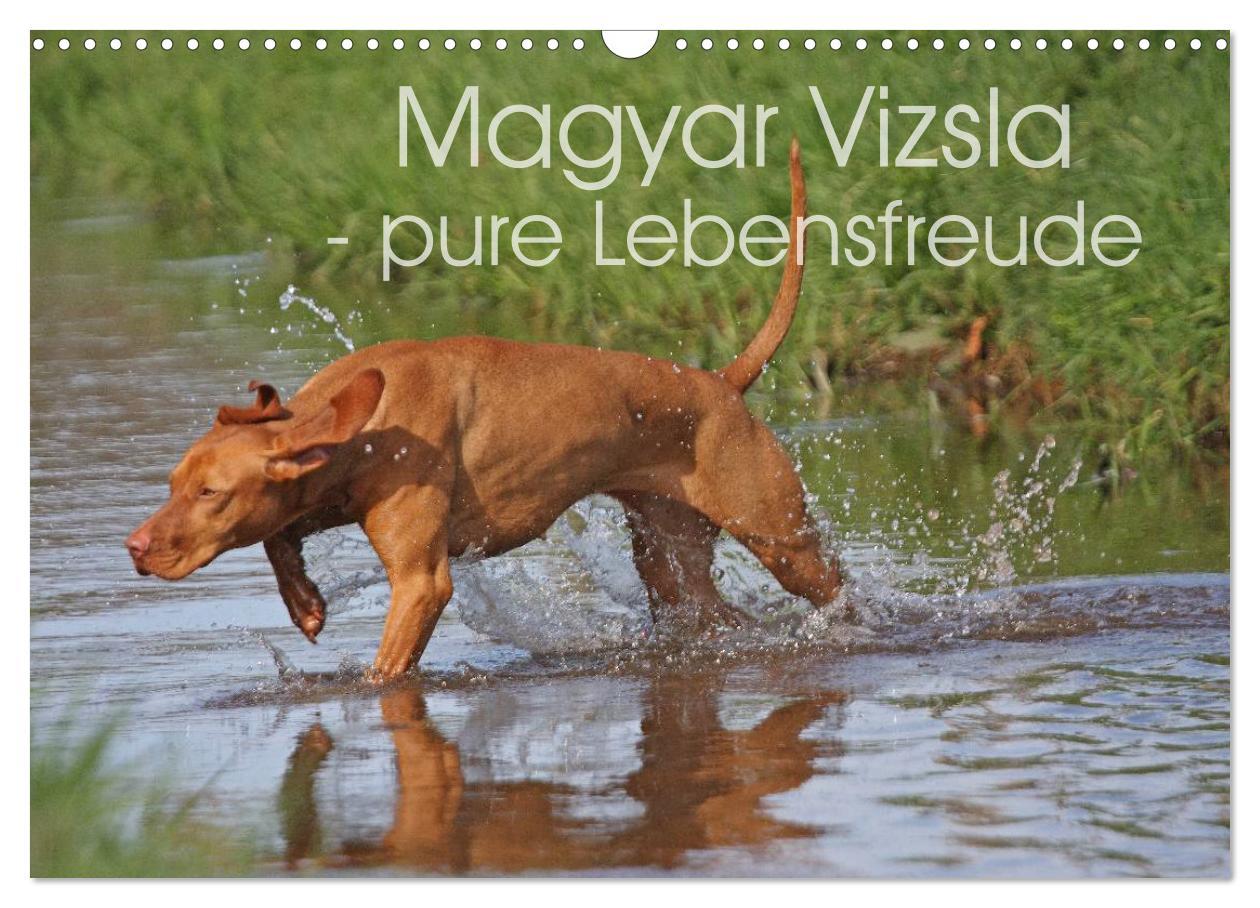 Cover: 9783435630356 | Magyar Vizsla - pure Lebensfreude (Wandkalender 2025 DIN A3 quer),...