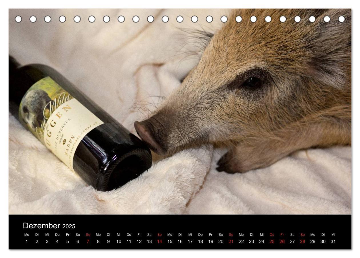 Bild: 9783435535682 | Kleine Schweinereien (Tischkalender 2025 DIN A5 quer), CALVENDO...