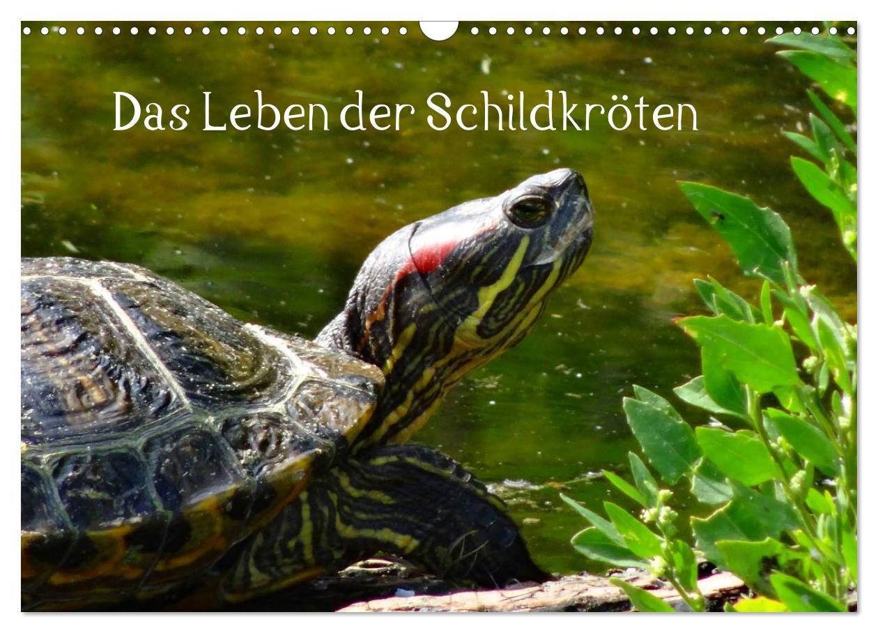 Cover: 9783435763719 | Das Leben der Schildkröten (Wandkalender 2025 DIN A3 quer),...