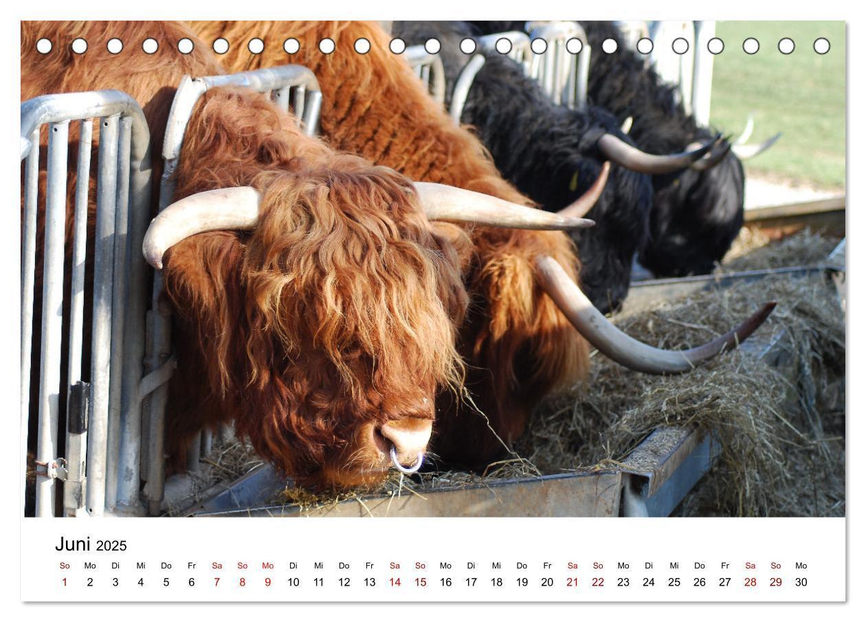 Bild: 9783435015863 | Die Schottischen Hochlandrinder und ihr Nachwuchs (Tischkalender...