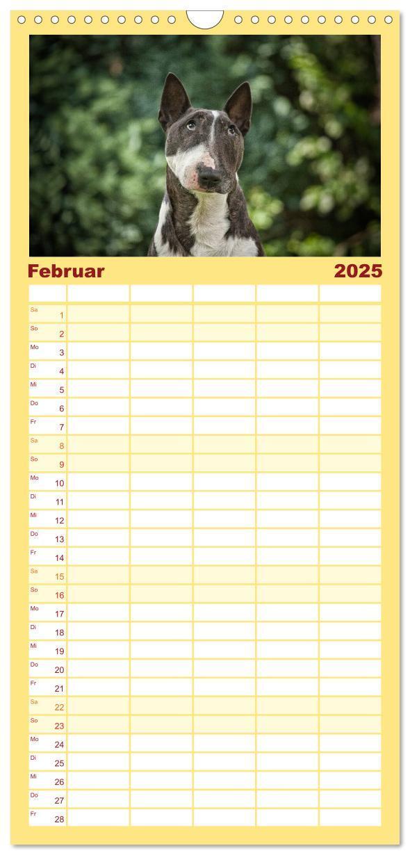 Bild: 9783457123768 | Familienplaner 2025 - Bullterrier mit 5 Spalten (Wandkalender, 21 x...