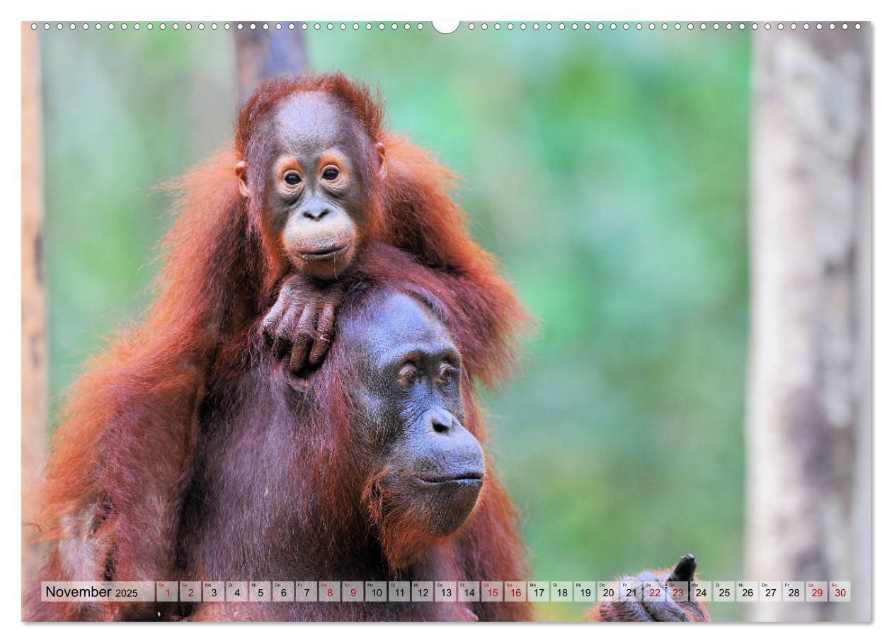 Bild: 9783435227280 | Orang Utans: Zu Besuch im Regenwald (Wandkalender 2025 DIN A2...