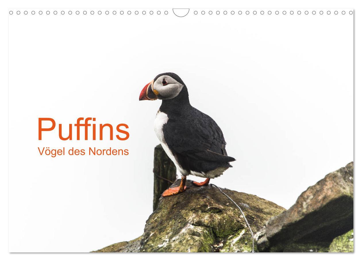 Cover: 9783435410675 | Puffins - Vögel des Nordens (Wandkalender 2025 DIN A3 quer),...