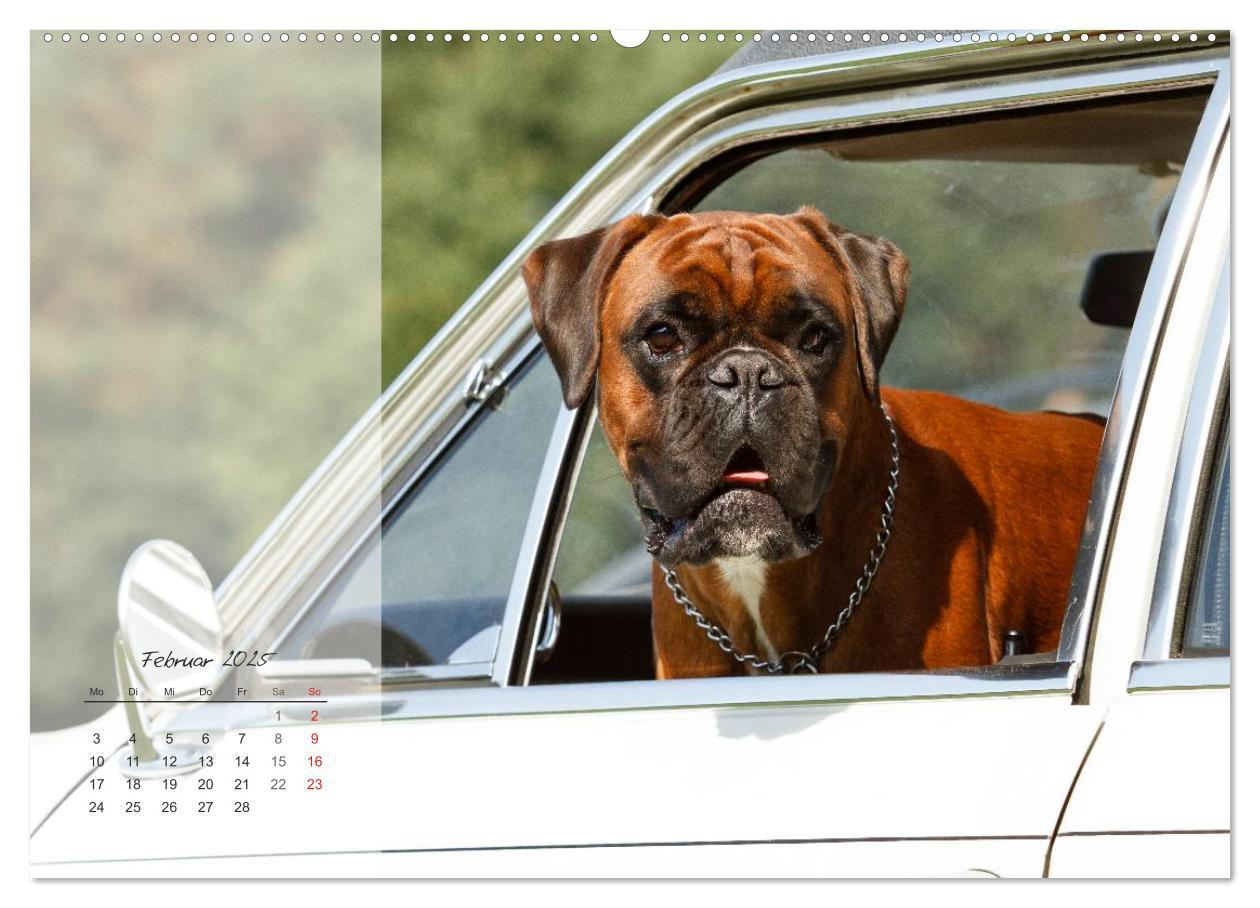 Bild: 9783435822409 | Deutscher Boxer 2025 (Wandkalender 2025 DIN A2 quer), CALVENDO...