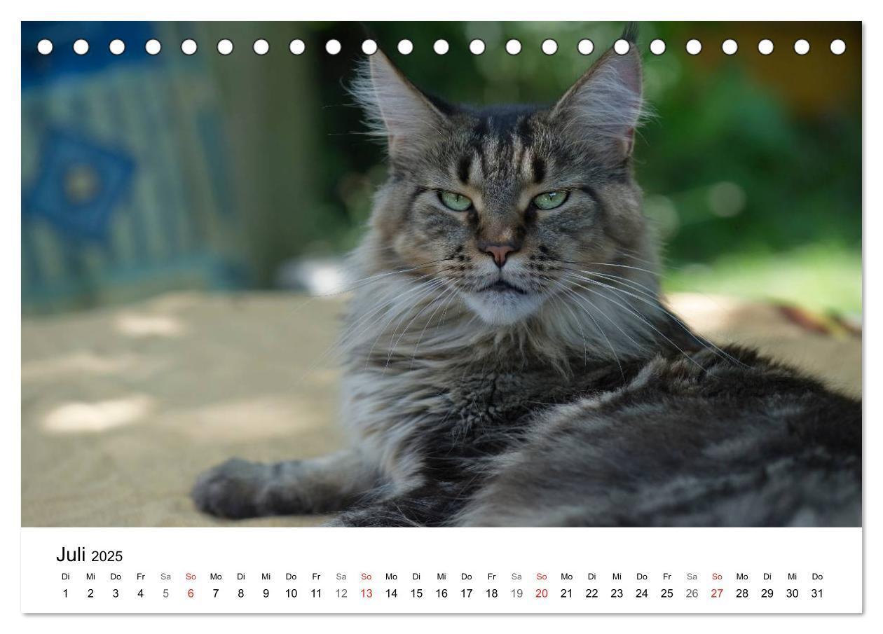 Bild: 9783435705290 | Rassekatzen 2025 (Tischkalender 2025 DIN A5 quer), CALVENDO...