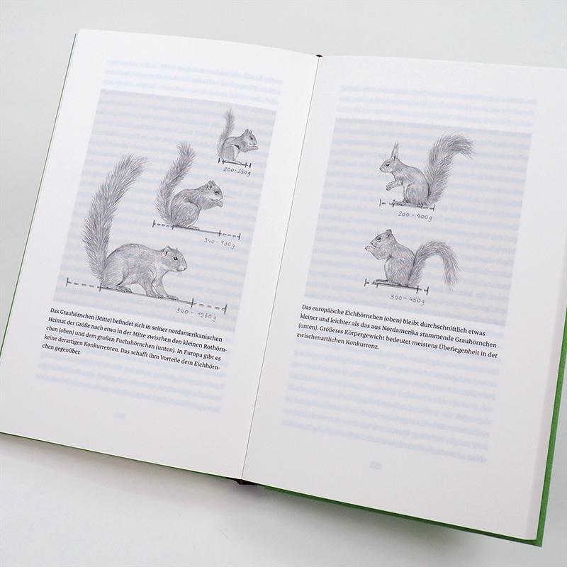 Bild: 9783446264076 | Das Leben der Eichhörnchen | Josef H. Reichholf | Buch | Deutsch