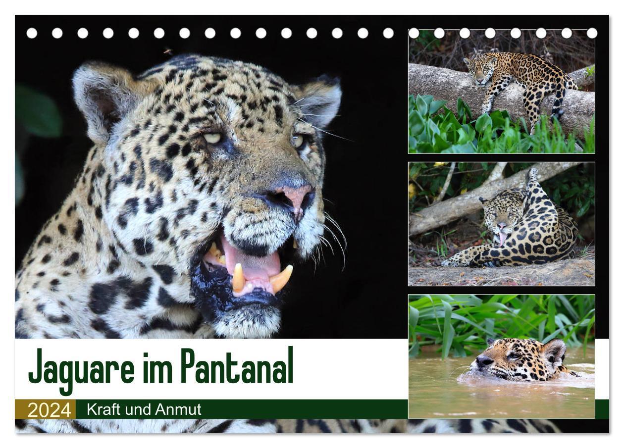 Cover: 9783383035647 | Jaguare im Pantanal (Tischkalender 2024 DIN A5 quer), CALVENDO...