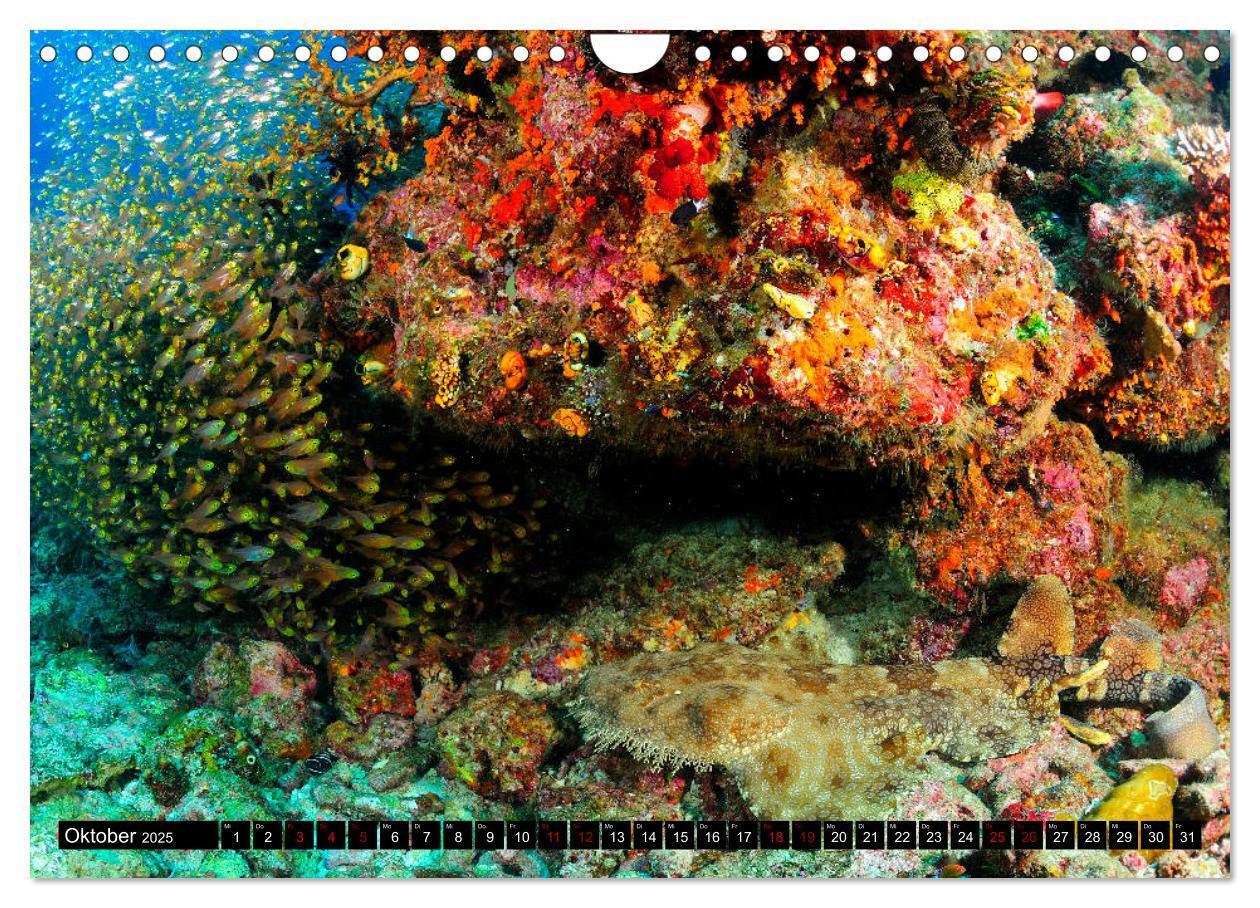 Bild: 9783435397976 | Raja Ampat - Faszinierende Unterwasserwelt (Wandkalender 2025 DIN...