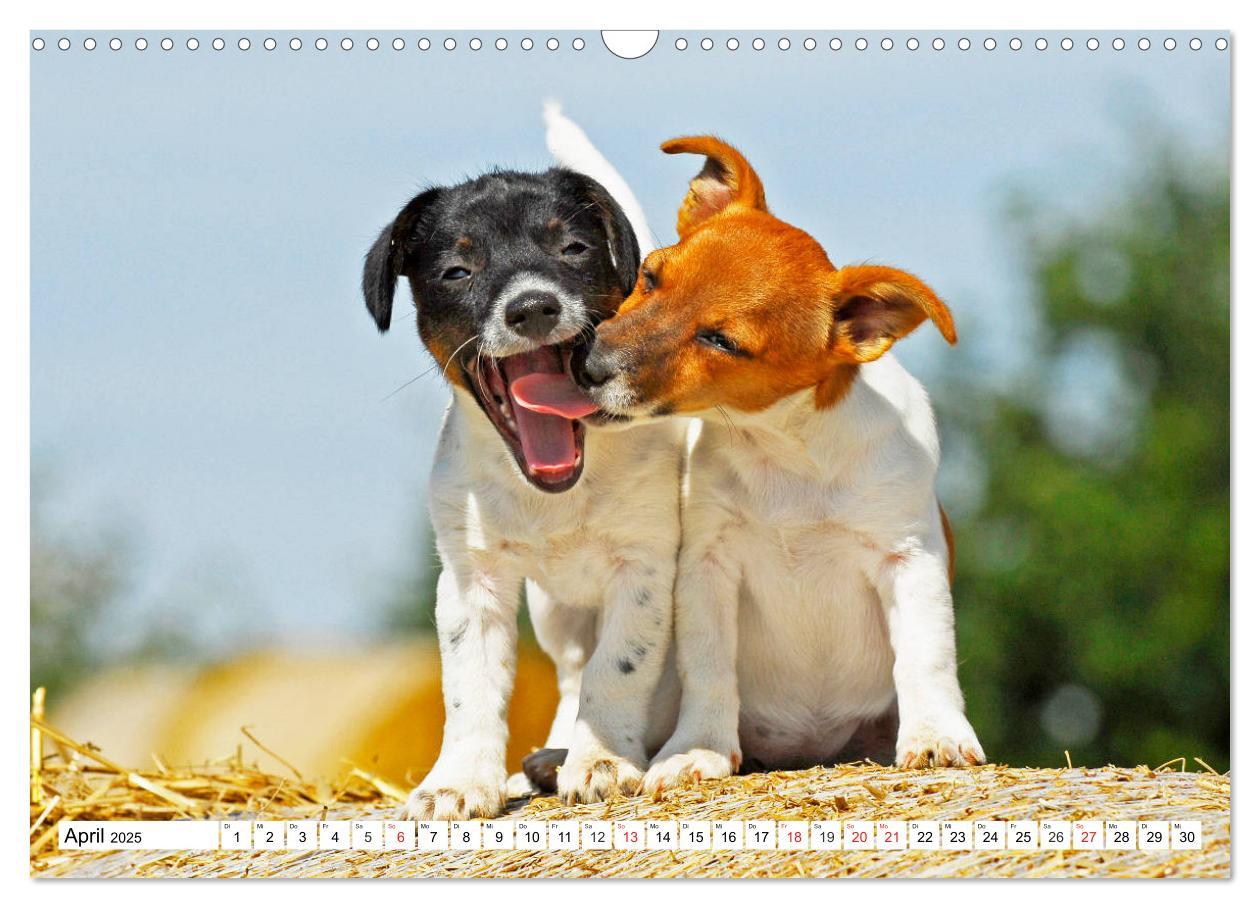 Bild: 9783435250462 | 100000 Volt auf vier Pfoten - Jack und Parson Russell Terrier...