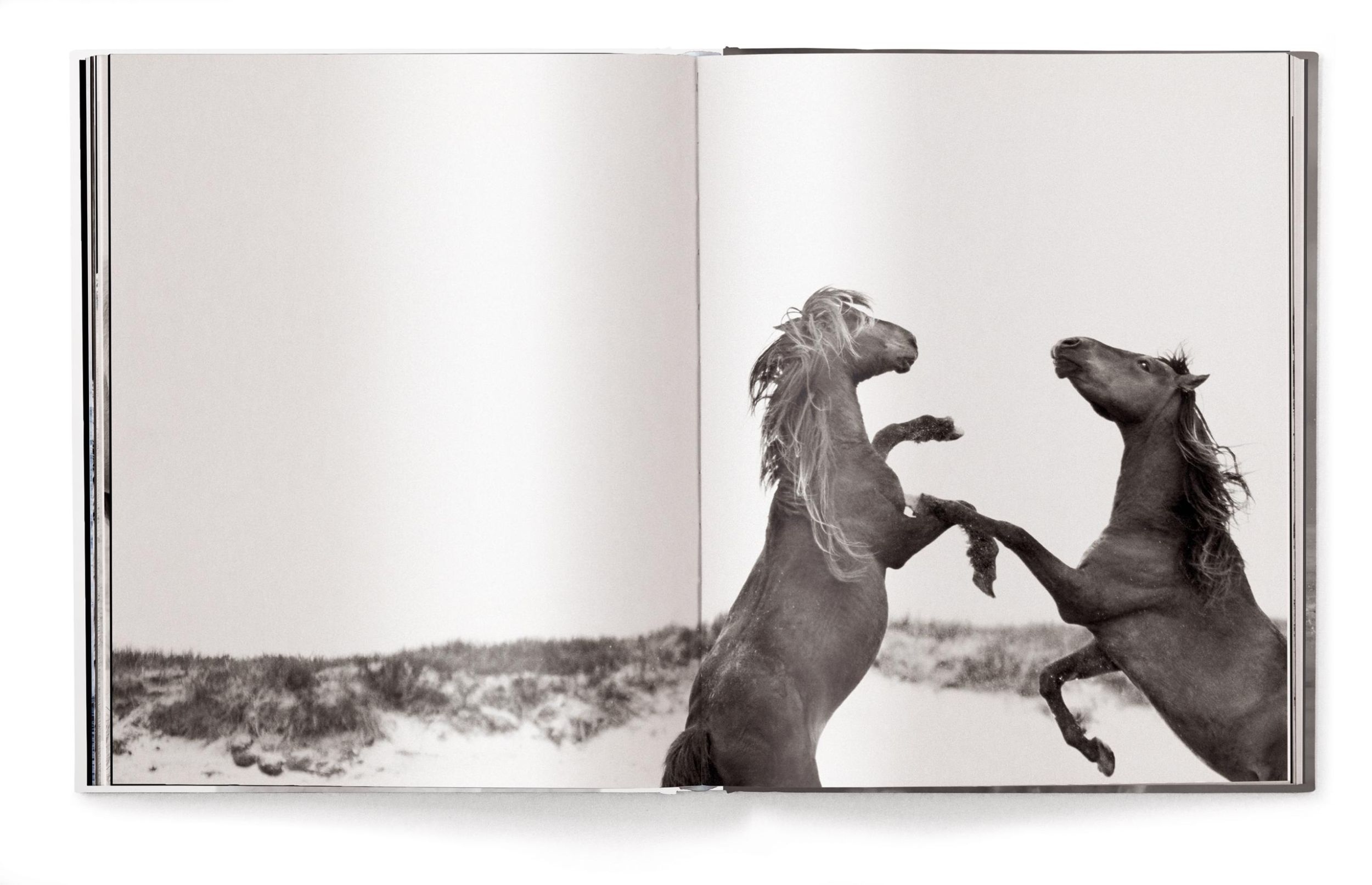 Bild: 9783961715763 | Untamed Spirits: Horses From Around the World | Drew Doggett | Buch