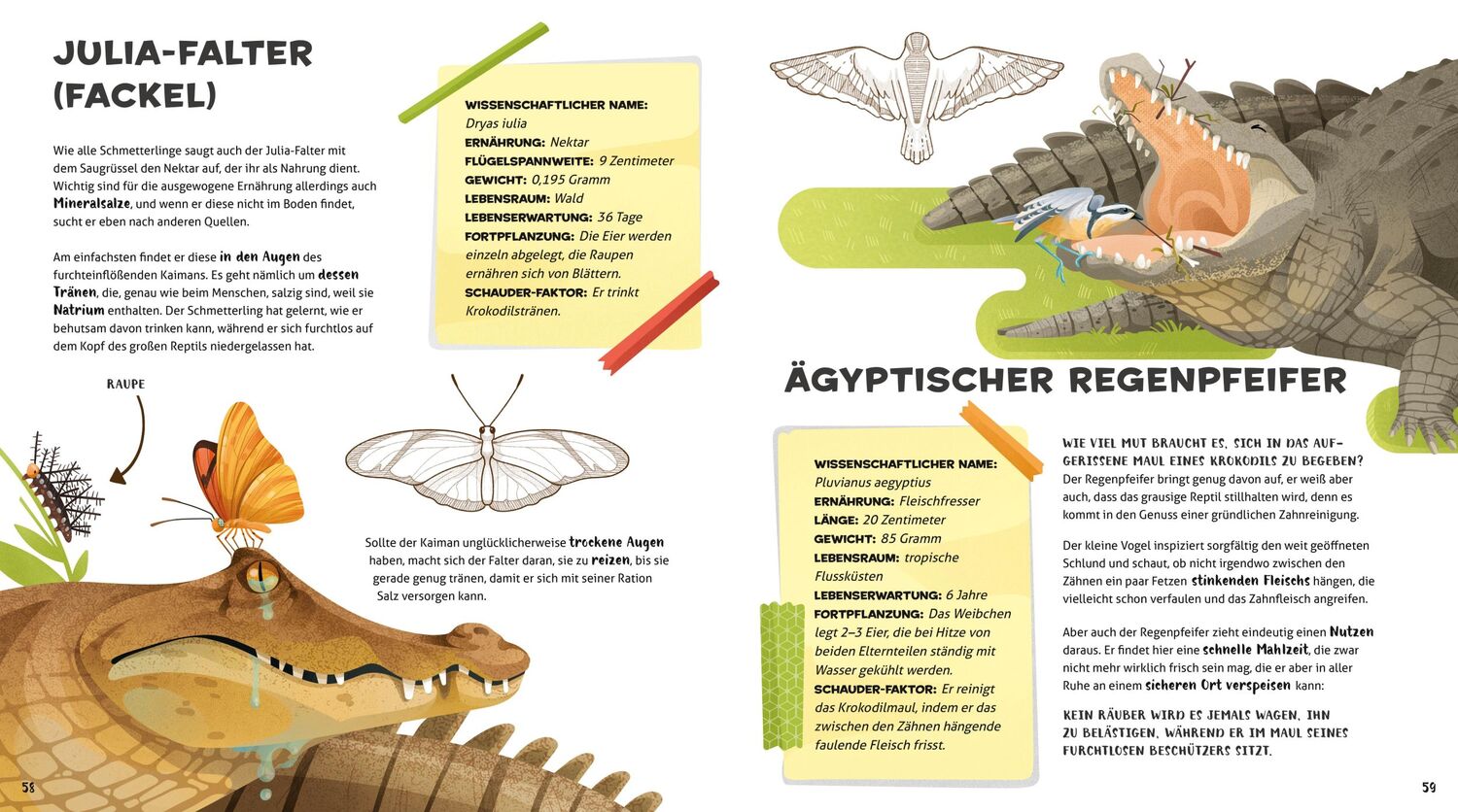 Bild: 9788863125979 | Besonders und Wunderbar: Seltsame Tiere | Cristina Banfi | Buch | 2023