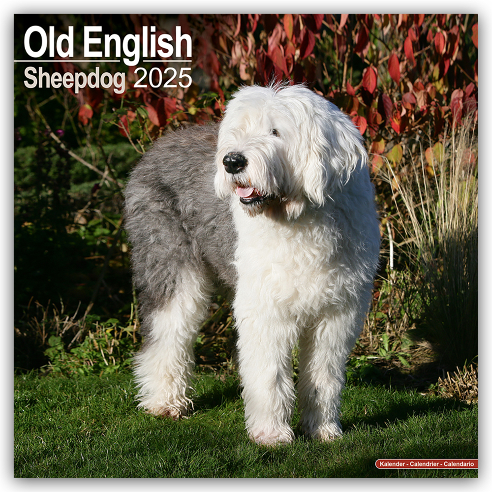 Cover: 9781804603710 | Old English Sheepdog - Bobtails 2025 - 16-Monatskalender | Ltd | 13 S.